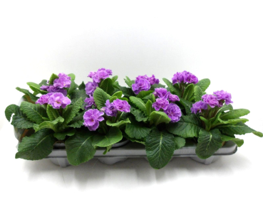 Primula "Pompom" flieder
