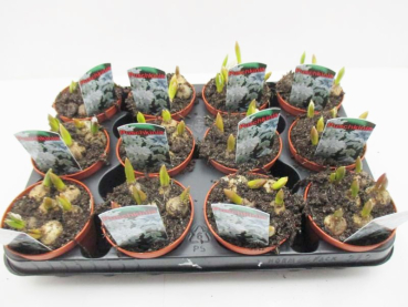 Puschkinia scilloides