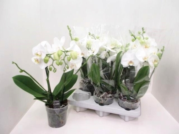 Phalaenopsis "Shorty" 2 Rispen weiß