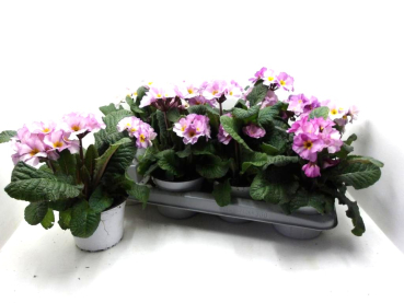 Primula elatior "Stella" rosa