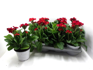 Primula elatior "Stella" rot