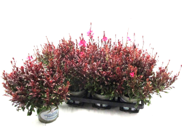 Gaura lindh. pink