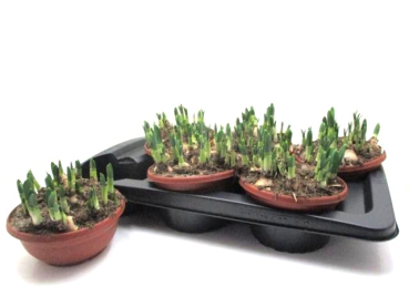 Narcissus "Tete a Tete" Schale