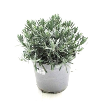 Lavandula ang. Busch T19