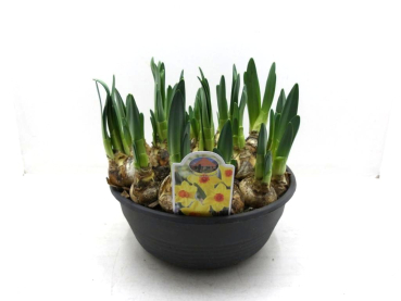 XL Schale Narcissus "Brackenhurst"