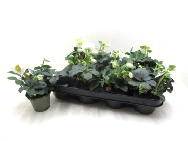 Helleborus niger midi