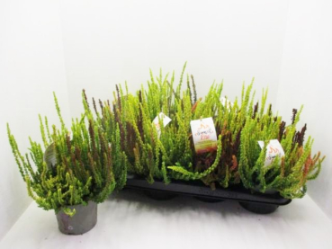 Calluna Trio "Sunset Fire"