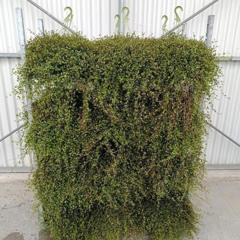 Mühlenbeckia Ampel
