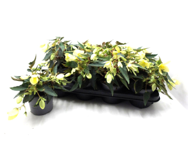 Begonia "Wasserfall" gelb