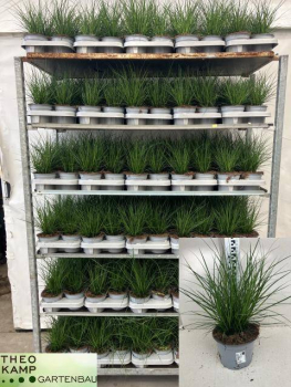 Carex brunnea