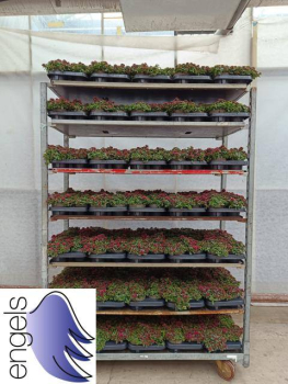 Sedum spurium "Deep Rose"