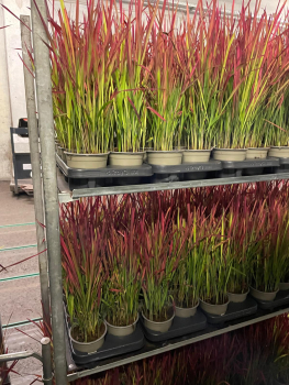 Imperata cylindrica "Red Baron"