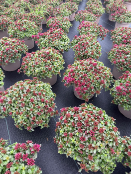 Sedum spurium Kübel