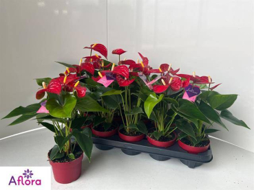 Anthurium andr. midi rot