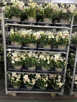 Helleborus niger "Wintergold"