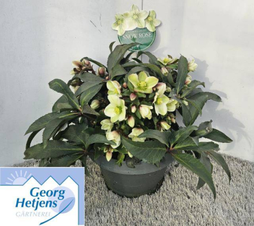 Helleborus erics. " HGC Monte Christo"