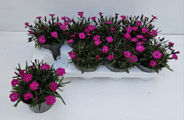 Dianthus "Neon Flush"