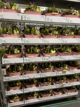 Zwiebelmix in Blechschale rosa