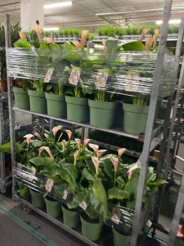 Zantedeschia "Flamingo"