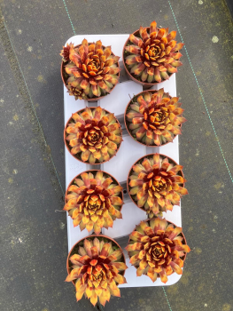 Sempervivum "Gold"
