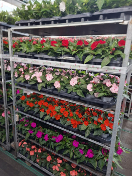 Impatiens Neu-Guinea