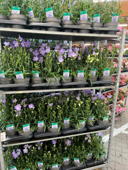 Campanula persicifolia