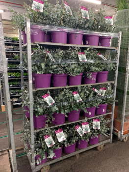 Eucalyptus gunnii Busch