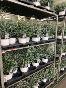 Eucalyptus gunnii "Koala"