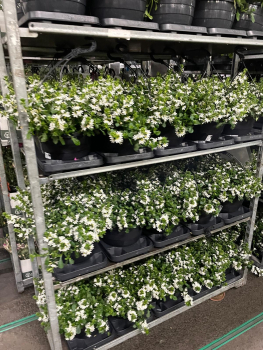 Scaevola Ampel weiß
