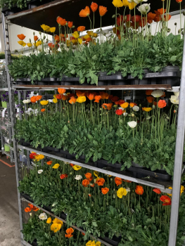 Papaver nudicaule