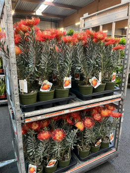 Leucospermum rot