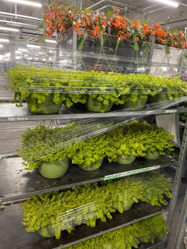 Lysimachia nummularia Ampel
