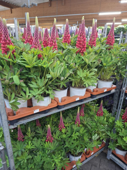 Lupinus Kübel