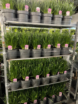 Allium millenium Kübel