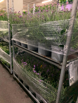 Verbena bon. Kübel