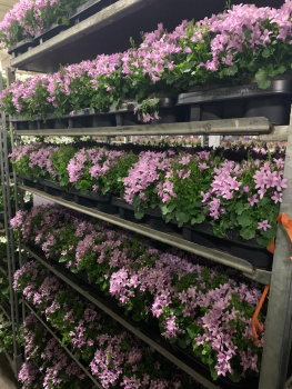 Campanula port. rosa