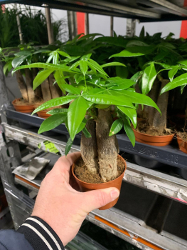 Pachira aquatica