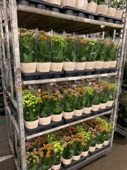 Kalanchoe "Sunny" Mix