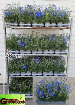 Delphinium "Blue Spire"