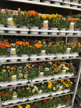 Gazania Mix