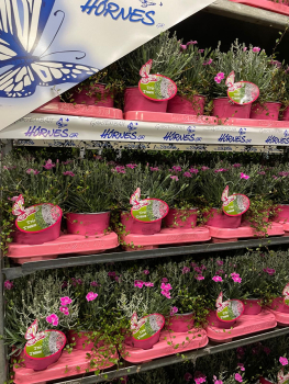 Dianthus-Trio