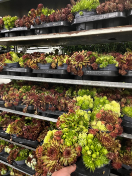 Sempervivum Trio