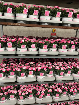 Dianthus "I Love U"