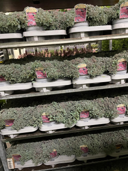 Sedum cauticolum