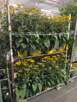 Rudbeckia fulgida Kübel
