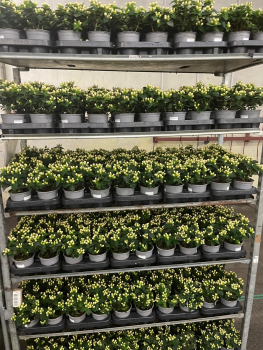 Hypericum weiß