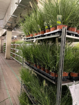 Pennisetum alopec. "Hameln"