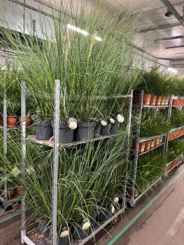 Cortaderia selloana