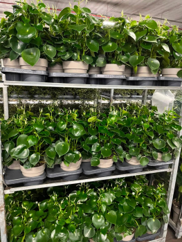Peperomia polybotrya "Raindrop"