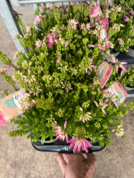 Erica verticillata